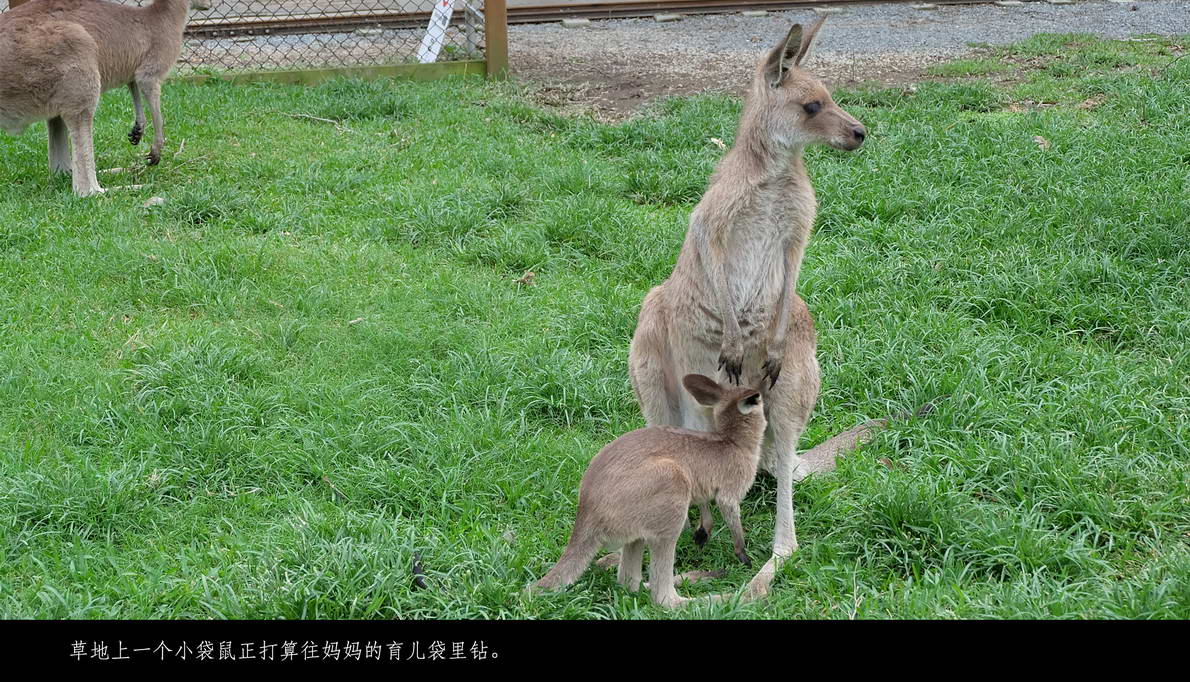 澳新十四日（341）